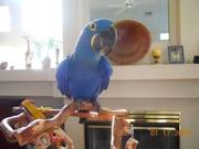 Parrots for sale(African Gray and Macaw)