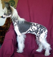 CKC Chinese Crested puppies for sale,  Regina SK